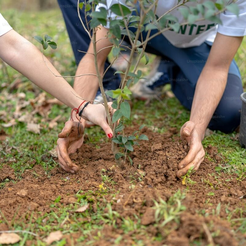 Image shows a small tree getting planted with a sustainability focus.