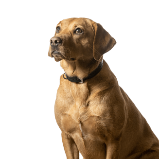 Roxy_Chief Morale Officer