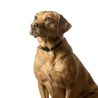 A fawn-colored Labrador retriever wearing a black collar, sitting and looking attentively upward against a white background.